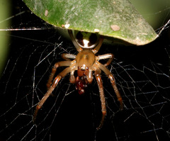 Phonognatha