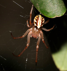 Phonognatha