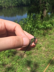 Ophiogomphus susbehcha