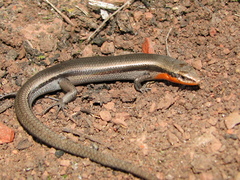 Acritoscincus platynotus