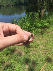 Ophiogomphus susbehcha