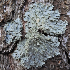 Punctelia caseana