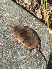 Sorex trowbridgii