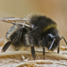 Canary Islands Bumble Bee - Photo (c) David Marquina Reyes, some rights reserved (CC BY-NC-ND)