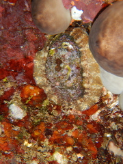 Haliotis tuberculata image