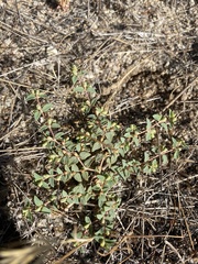Euphorbia ocellata