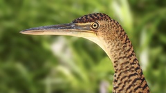Bare-Throated Tiger-Heron photo 4