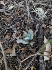 Gibbiflorae
