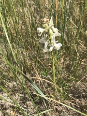 Delphinium carolinianum virescens