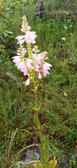 Physostegia digitalis