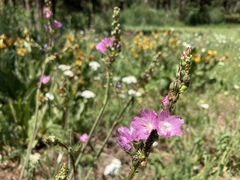 Sidalcea oregana calva