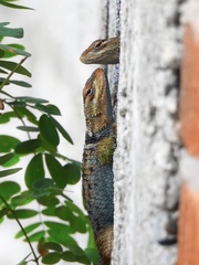 Blue Spiny Lizard photo 2