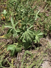 Sidalcea oregana calva