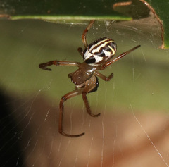 Phonognatha