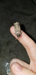 Feltia subterranea