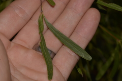 Terminalia grandiflora