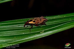 Metamasius vicarius