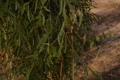 Terminalia grandiflora