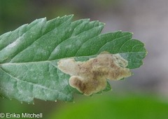 Agromyza valdorensis