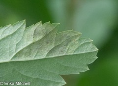 Agromyza valdorensis