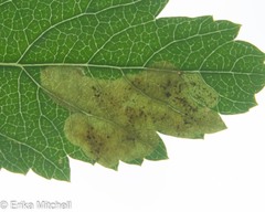 Agromyza valdorensis