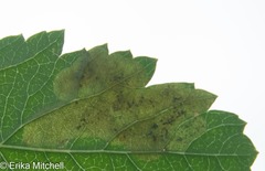 Agromyza valdorensis