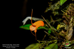 Masdevallia hirtzii