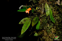 Masdevallia hirtzii