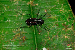 Oxygonia