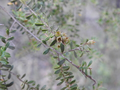 Kunzea flavescens