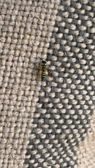 Stenodynerus cochisensis