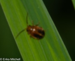 Prionocyphon limbatus