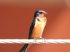 Hirundo rustica
