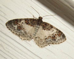 Hydrelia condensata