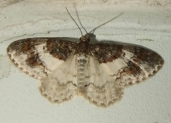 Hydrelia condensata