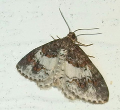 Hydrelia condensata