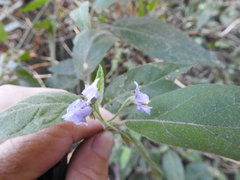 Solanum rixosum