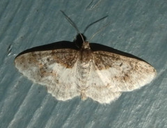 Hydrelia condensata