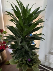 Dracaena fragrans compacta