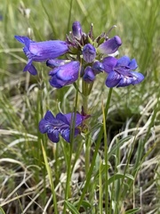 Penstemon hallii