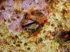 Lithophaga lithophaga