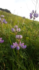 Lupinus variicolor