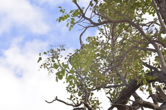 Erythrophleum chlorostachys