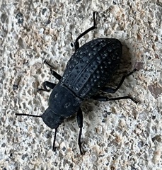 Polypleurus perforatus