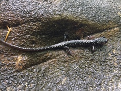 Plethodon kentucki