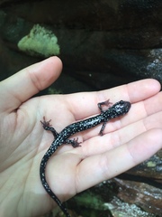 Plethodon kentucki