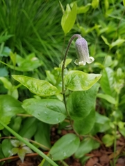 Clematis albicoma