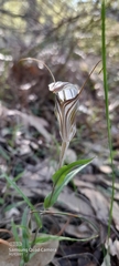 Pterostylis aspera