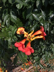 Campsis × tagliabuana