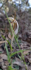 Pterostylis aspera
